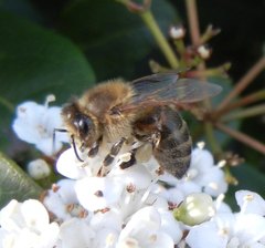 Apis mellifera