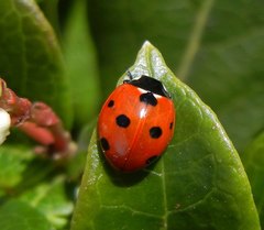 Coccinella septempunctata