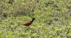Jacana jacana