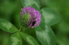 Trifolium pratense pratense
