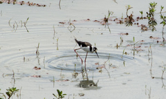 Himantopus mexicanus