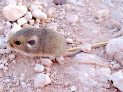 Perognathus