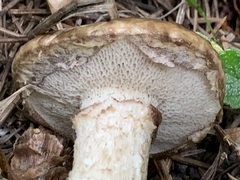 Suillus elbensis