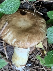 Suillus elbensis