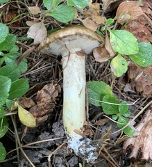 Suillus elbensis