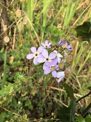 Leptosiphon androsaceus