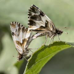 Heliopetes omrina