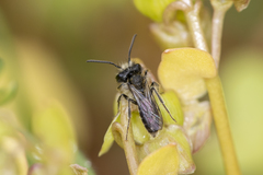 Andrena anisochlora