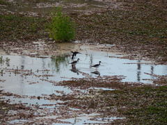 Himantopus mexicanus