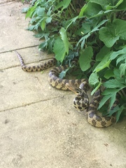 Pantherophis ramspotti