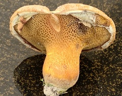 Suillus ochraceoroseus