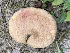 Suillus ochraceoroseus