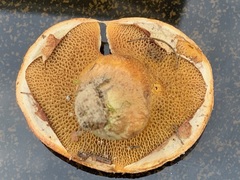 Suillus ochraceoroseus