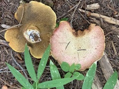 Suillus ochraceoroseus