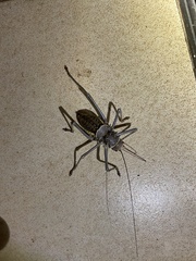 Acanthoplus