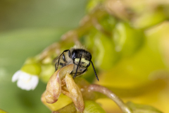 Andrena anisochlora