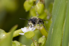 Andrena anisochlora