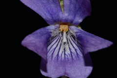 Viola egglestonii