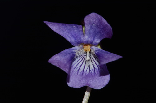 Image of Viola egglestonii by (c) Brian Finzel, some rights reserved (CC BY-SA)