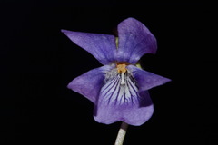 Viola egglestonii