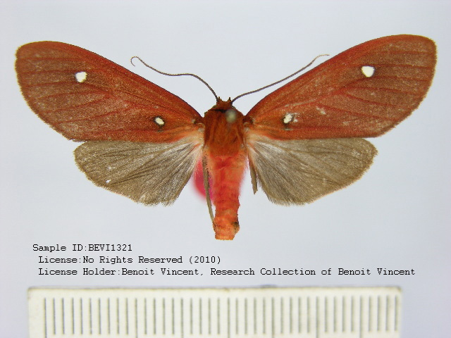 Hyperthaema sororita
