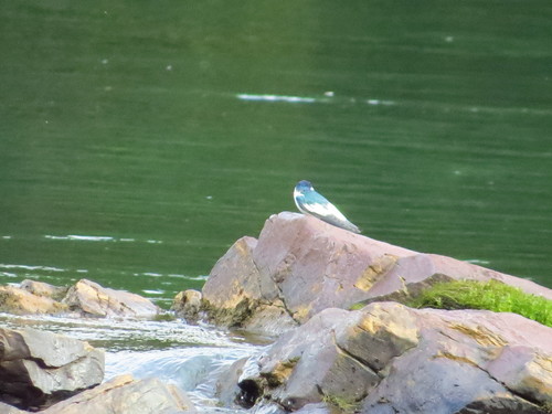 White-winged Swallow