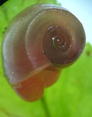 Planorbarius corneus