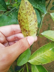 Zasmidium citrigriseum