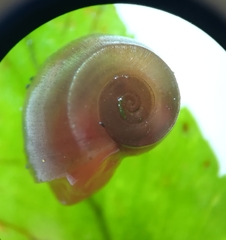 Planorbarius corneus