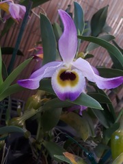 Dendrobium findlayanum