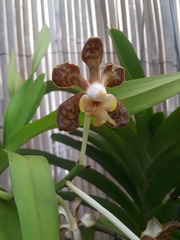 Vanda brunnea