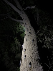 Hyalessa maculaticollis