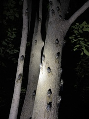 Hyalessa maculaticollis