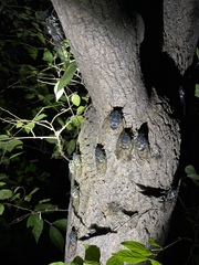 Hyalessa maculaticollis