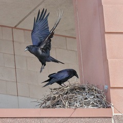 Corvus corax