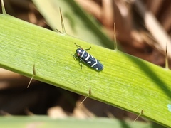 Balacha melanocephala