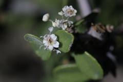 Ceanothus pauciflorus