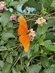 Dryas iulia