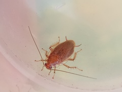Ectobiidae