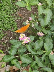 Dryas iulia