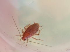 Ectobiidae