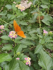 Dryas iulia