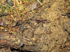 Pandirodesmus jaggernauthi