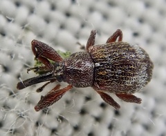 Anthonomus bituberculatus