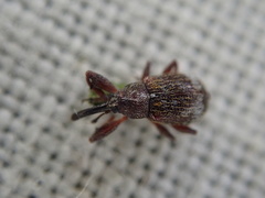 Anthonomus bituberculatus