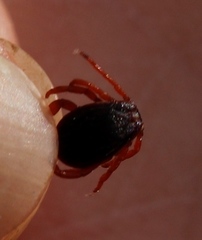 Rhipicephalus evertsi