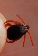 Rhipicephalus evertsi