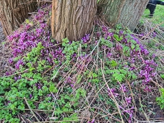 Lathraea clandestina