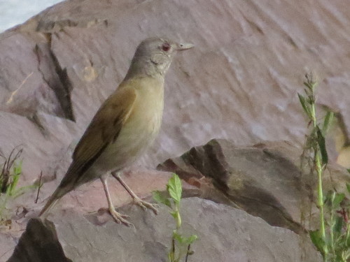 Pale-breasted Thrush
