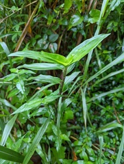 Tripogandra serrulata